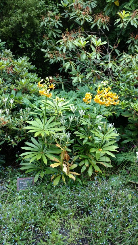 Rhododendron spp plantplacesimage20161213_112009.jpg