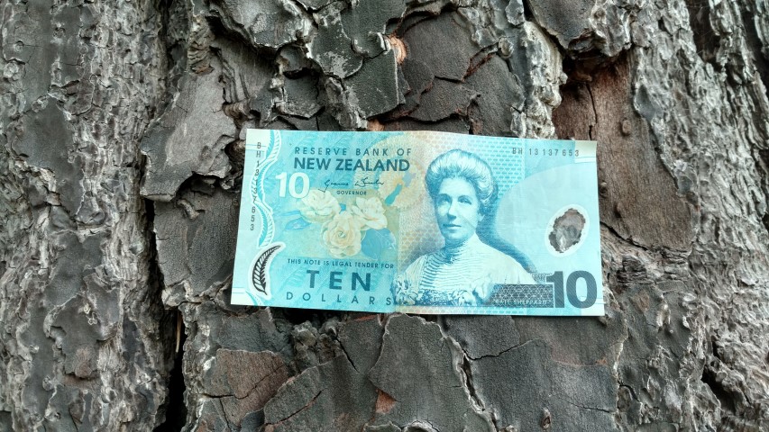 Pinus radiata plantplacesimage20161213_114517.jpg