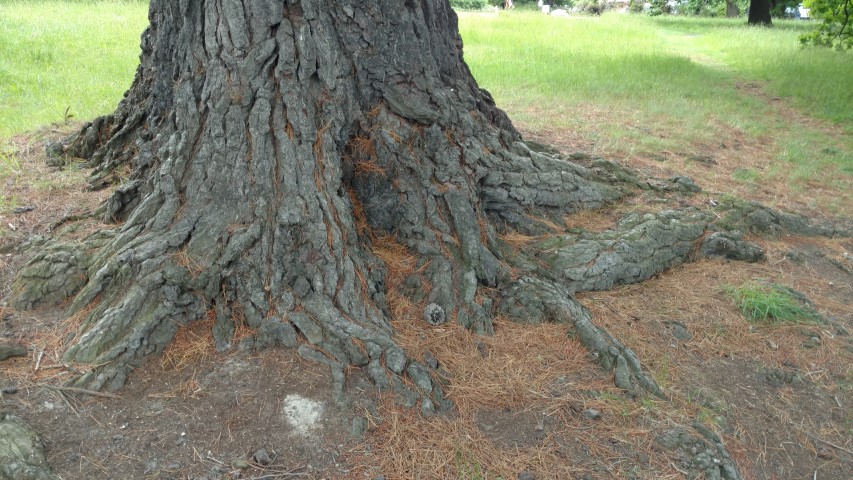 Pinus radiata plantplacesimage20161213_114609.jpg