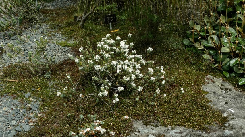 Veronica gibbsii plantplacesimage20161213_124247.jpg