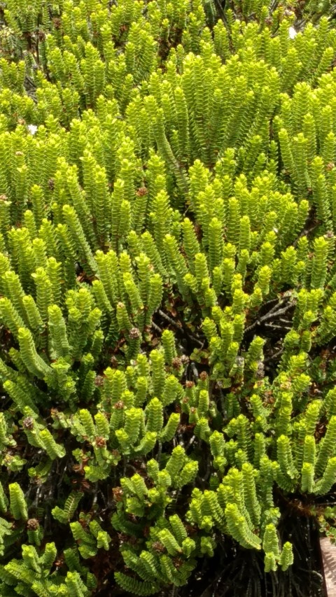 Veronica masoniae plantplacesimage20161213_124356.jpg