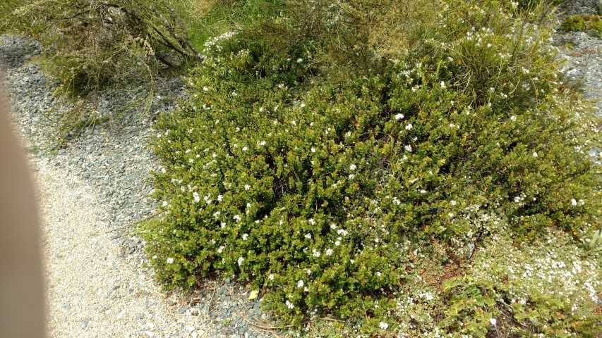 Veronica decumbens plantplacesimage20161213_124632.jpg