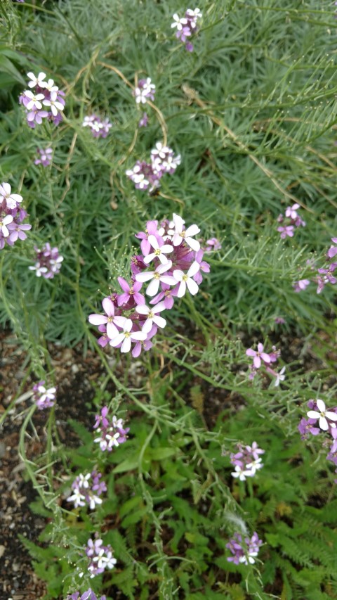 Erysimum bicolor plantplacesimage20161213_135606.jpg