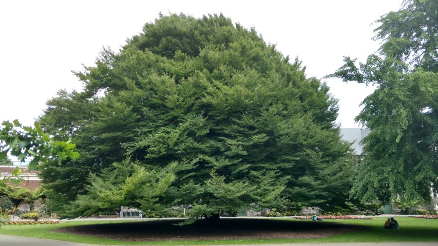 Fagus sylvatica plantplacesimage20161214_124539.jpg