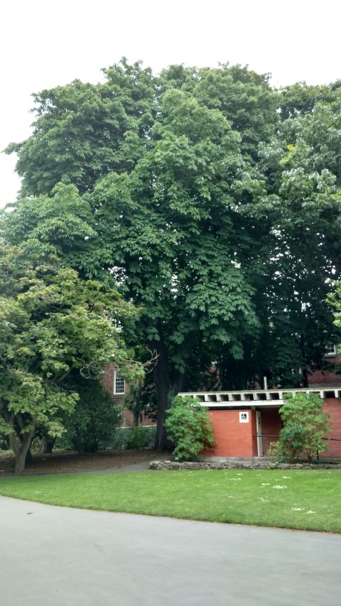 Aesculus hippocastanum plantplacesimage20161214_125645.jpg