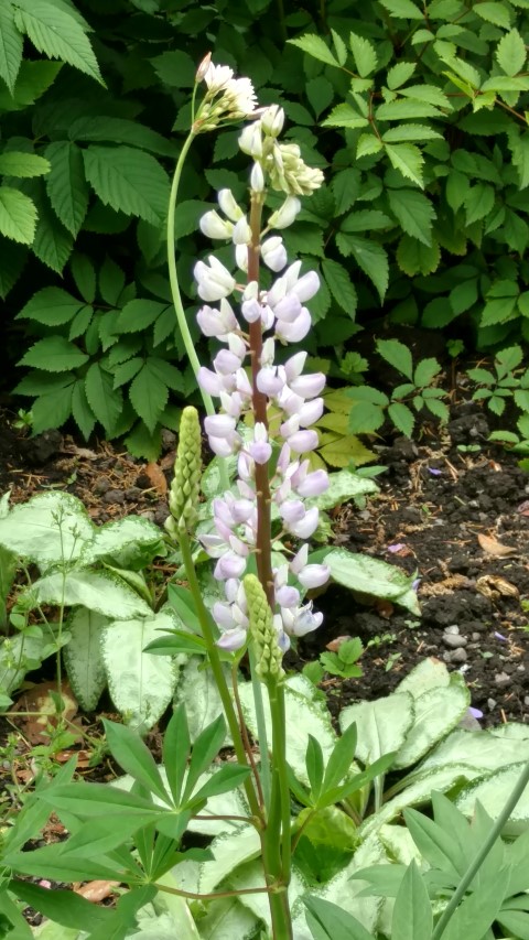 Pulmonaria spp plantplacesimage20161214_133414.jpg