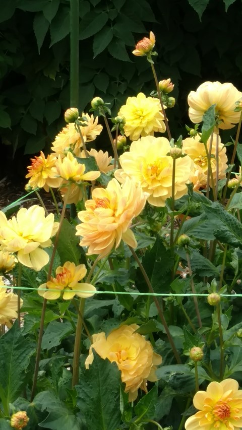 Dahlia hybrid plantplacesimage20161214_140557.jpg