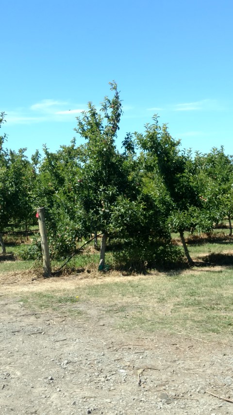 Malus spp. plantplacesimage20161216_104826.jpg