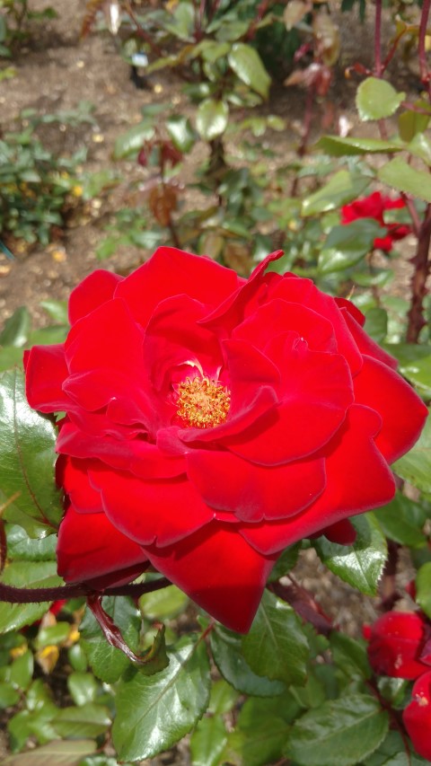 Rosa spp plantplacesimage20161218_115852.jpg