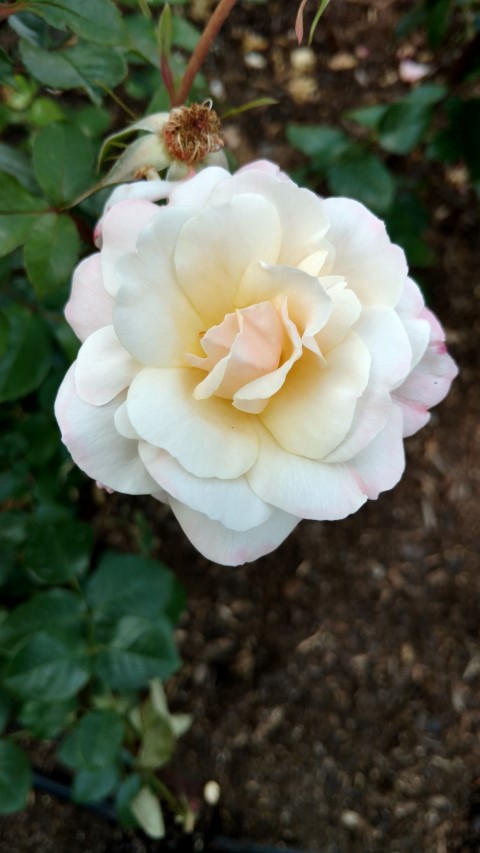 Rosa floribunda plantplacesimage20161218_120528.jpg