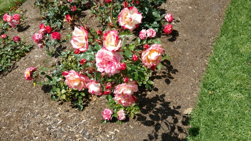 Rosa spp plantplacesimage20161218_125123.jpg