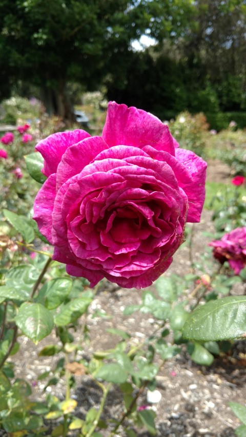 Rosa spp plantplacesimage20161218_131113.jpg