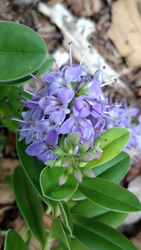 Hebe x francisiana plantplacesimage20161223_111251.jpg