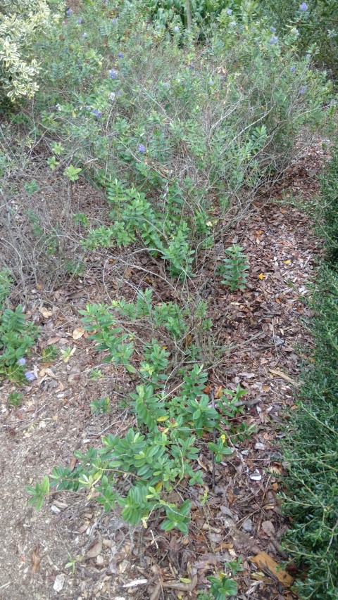 Hebe x francisiana plantplacesimage20161223_111306.jpg