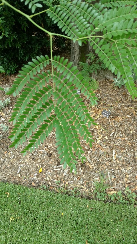 Gleditsia triacanthos plantplacesimage20161223_111439.jpg