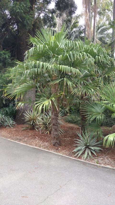 Trachycarpus fortunei plantplacesimage20161223_113109.jpg