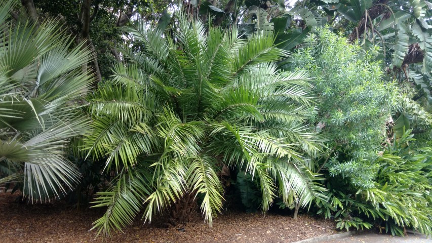 Phoenix hanceana plantplacesimage20161223_114009.jpg