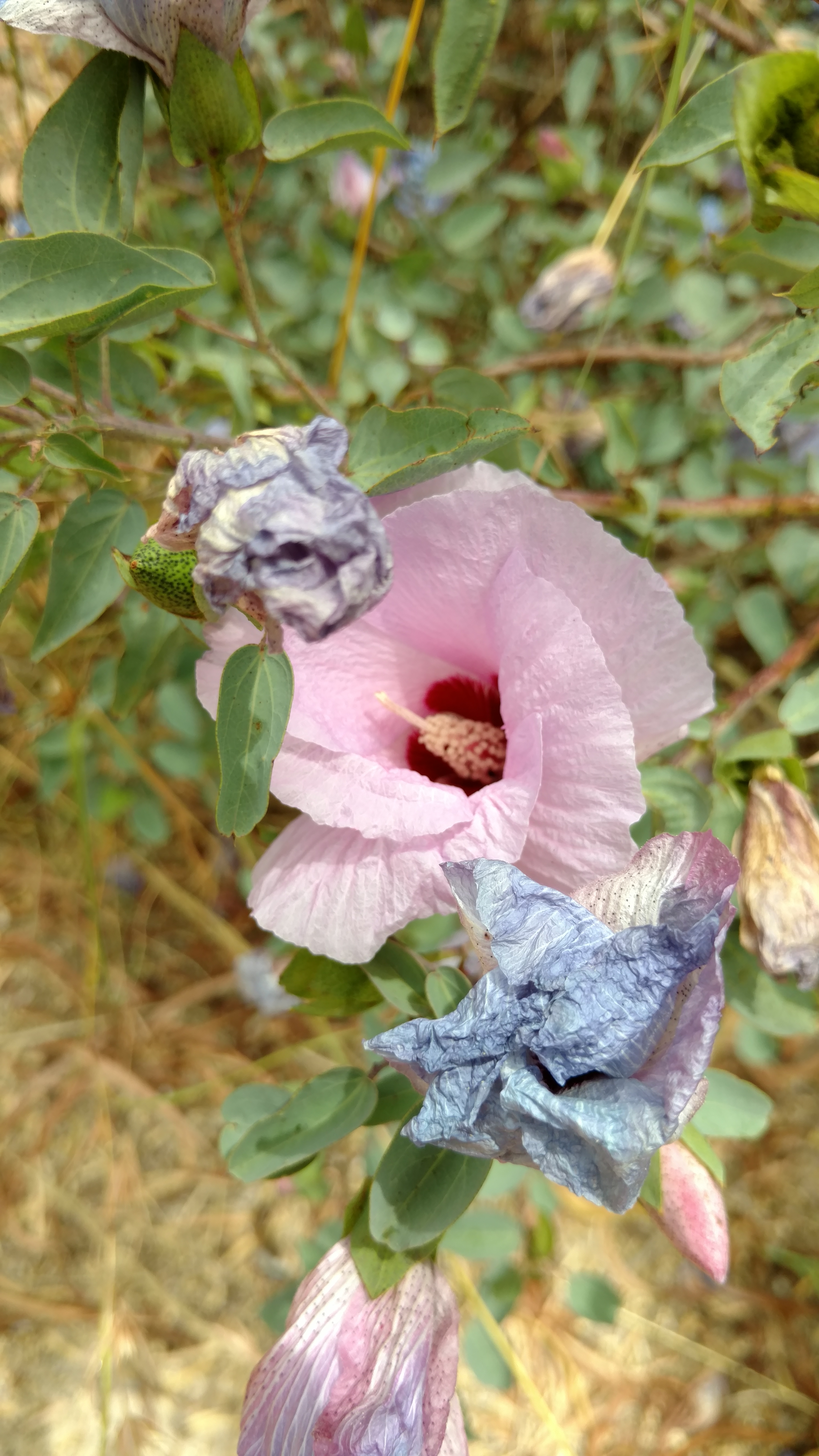 Gossypium sturtianum plantplacesimage20161223_123712.jpg