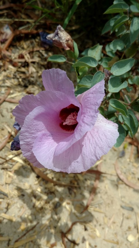 Gossypium sturtianum plantplacesimage20161223_123746.jpg