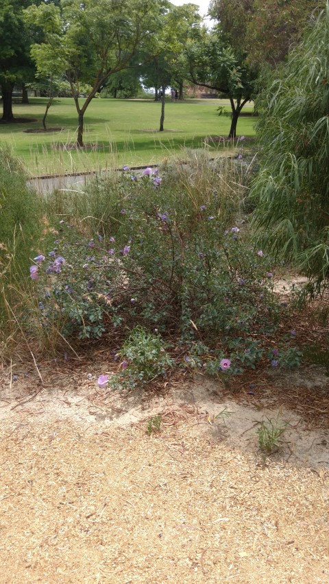 Gossypium sturtianum plantplacesimage20161223_123802.jpg