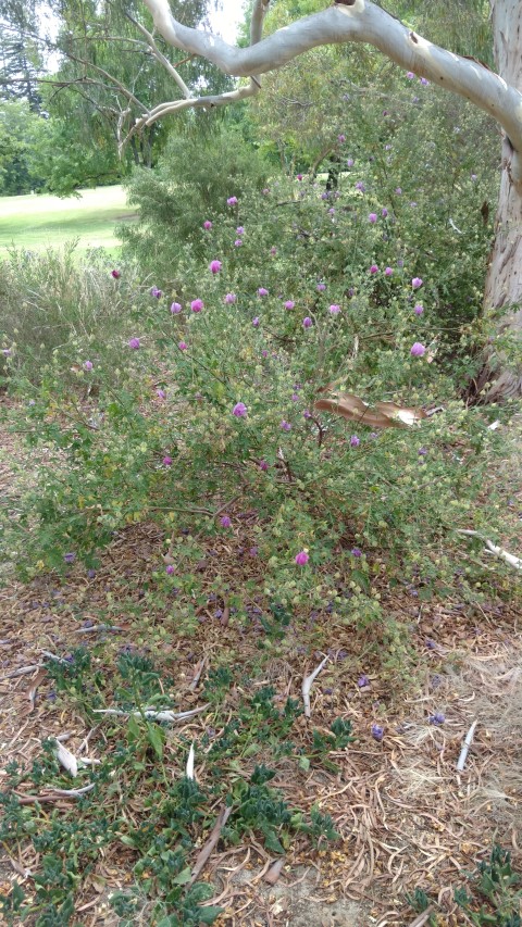 Alyogyne huegelii plantplacesimage20161223_124517.jpg