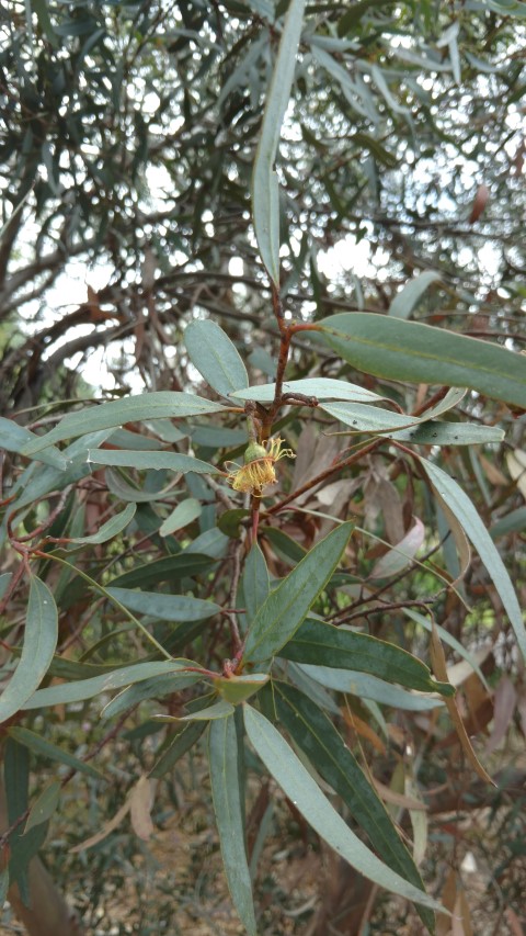 Eucalyptus dielsii plantplacesimage20161223_125907.jpg