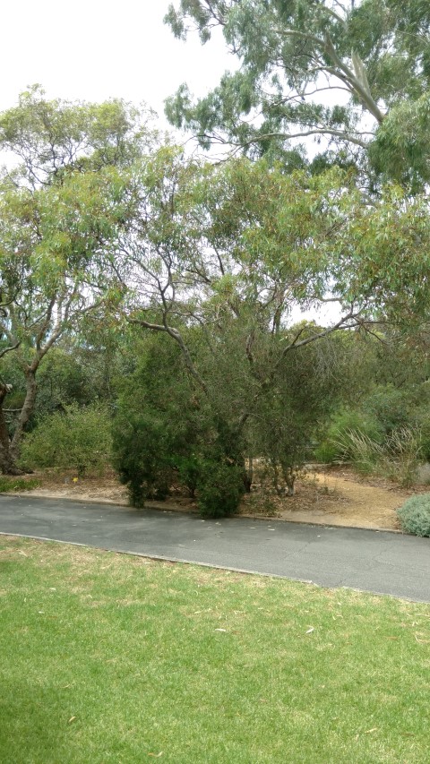 Eucalyptus dwyeri plantplacesimage20161223_130116.jpg