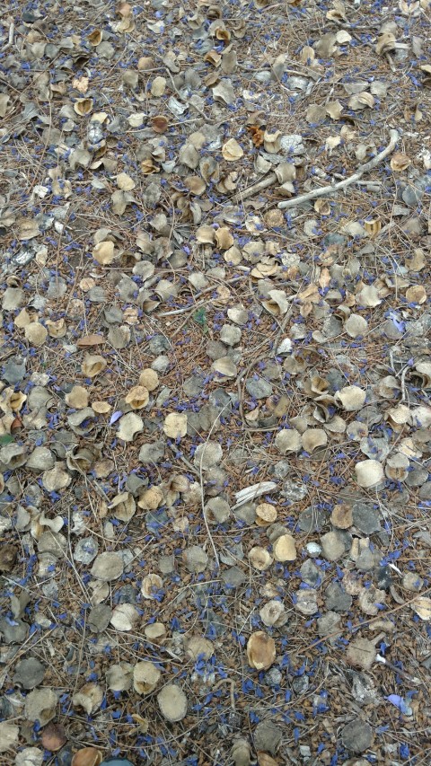 Jacaranda mimosifolia plantplacesimage20161223_133750.jpg