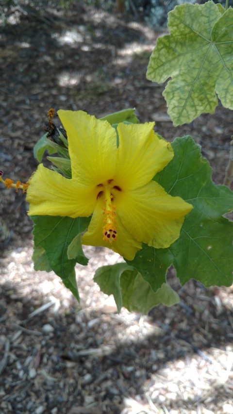 Hibiscus brackenridgei plantplacesimage20161223_141545.jpg