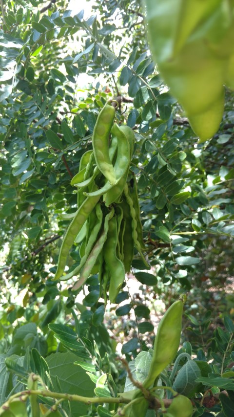 Caesalpinia spinosa plantplacesimage20161223_141729.jpg