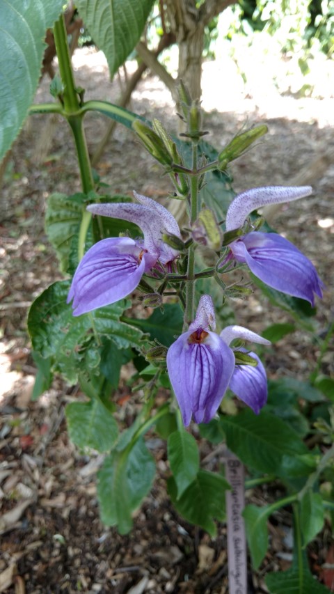 Brilliantasia subulugurica plantplacesimage20161223_142111.jpg