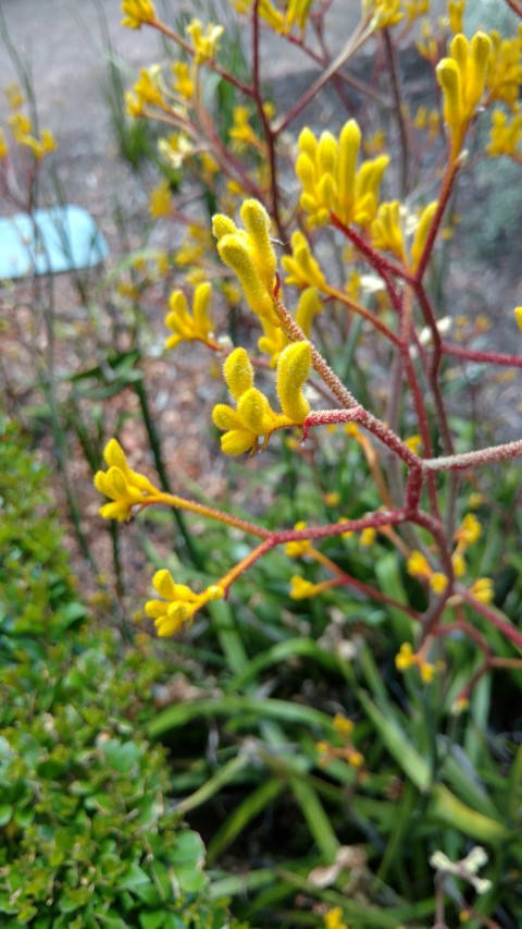 Anigozanthos spp plantplacesimage20161223_150540.jpg