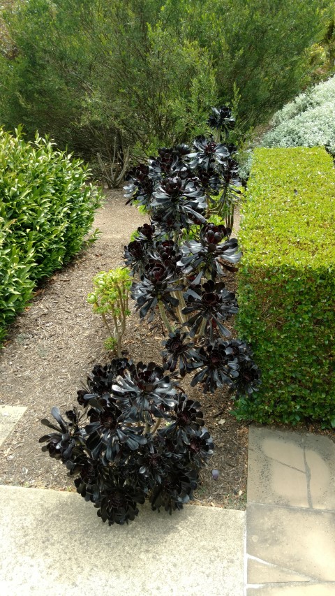 Aeonium plantplacesimage20161223_150735.jpg