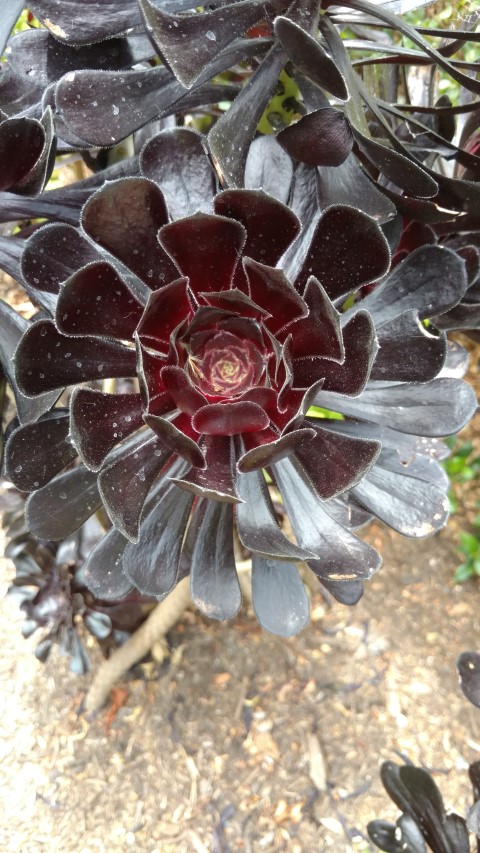 Aeonium plantplacesimage20161223_150751.jpg