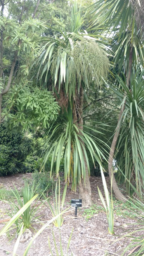 Cordyline australis plantplacesimage20161226_130609.jpg