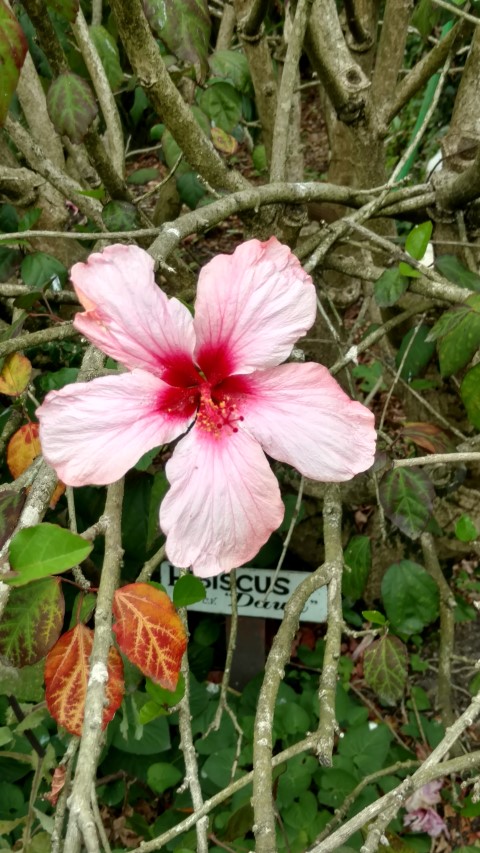 Hibiscus plantplacesimage20161226_133435.jpg