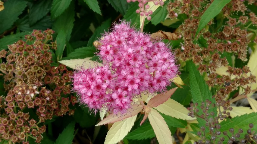 Spiraea japonica plantplacesimage20161226_133656.jpg