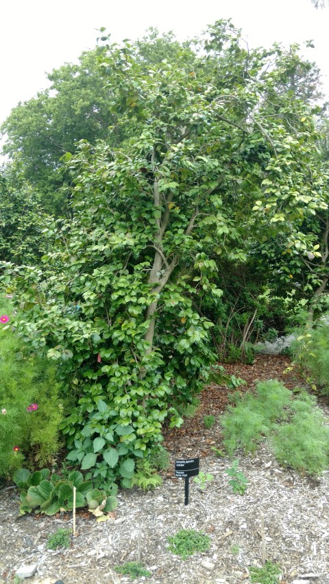 Camellia japonica plantplacesimage20161226_133910.jpg