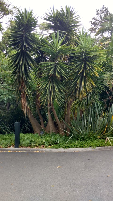 Yucca elephantipes plantplacesimage20161226_145427.jpg