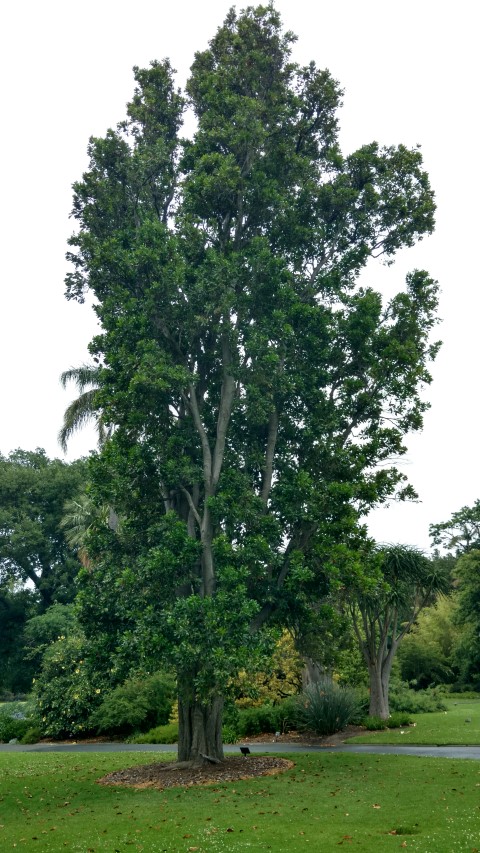 Stenocarpus sinuatus plantplacesimage20161226_160736.jpg