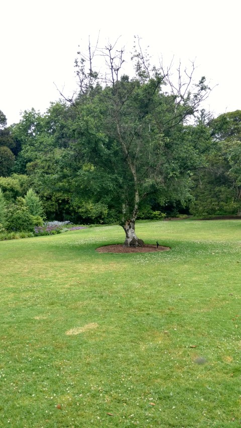 Betula pubescens plantplacesimage20161226_162118.jpg