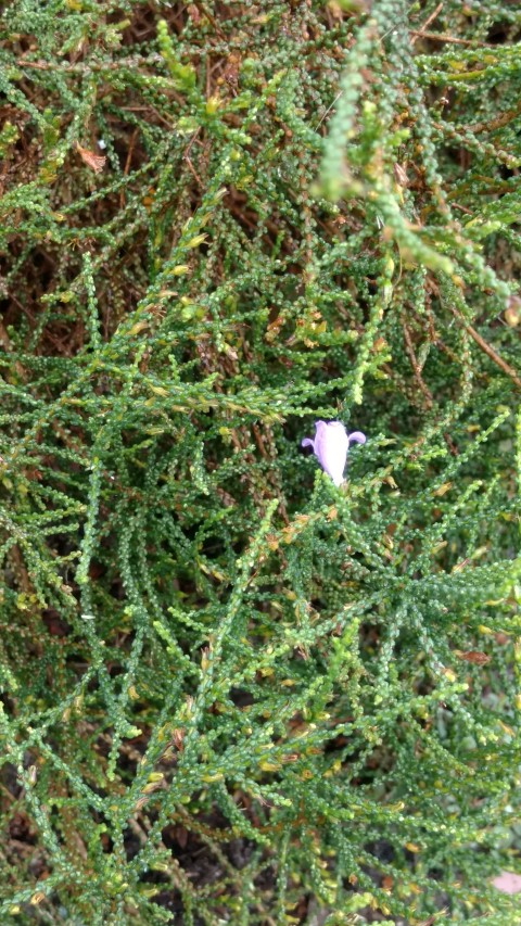 Eremophila gibbifolia plantplacesimage20161226_173831.jpg