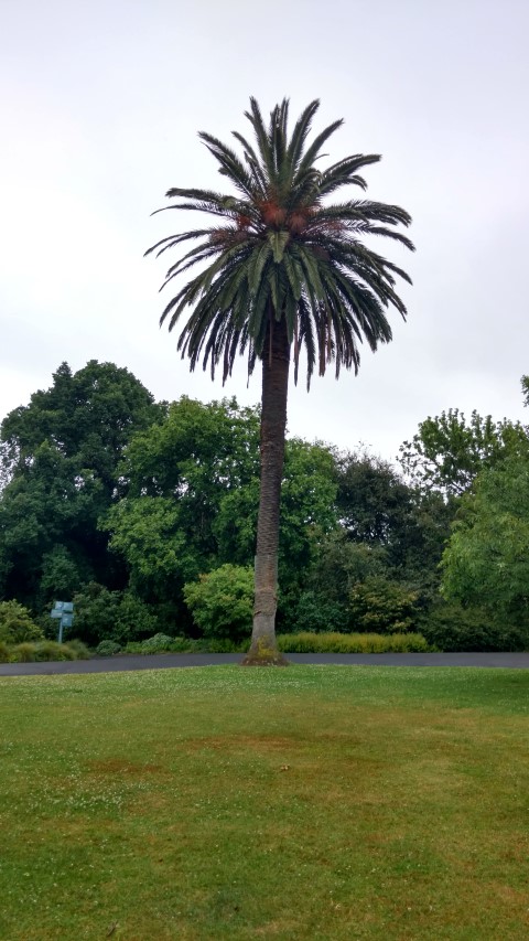 Phoenix canariensis plantplacesimage20161226_181819.jpg