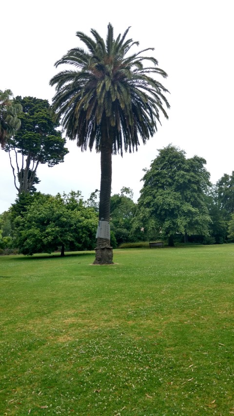 Phoenix canariensis plantplacesimage20161226_184501.jpg