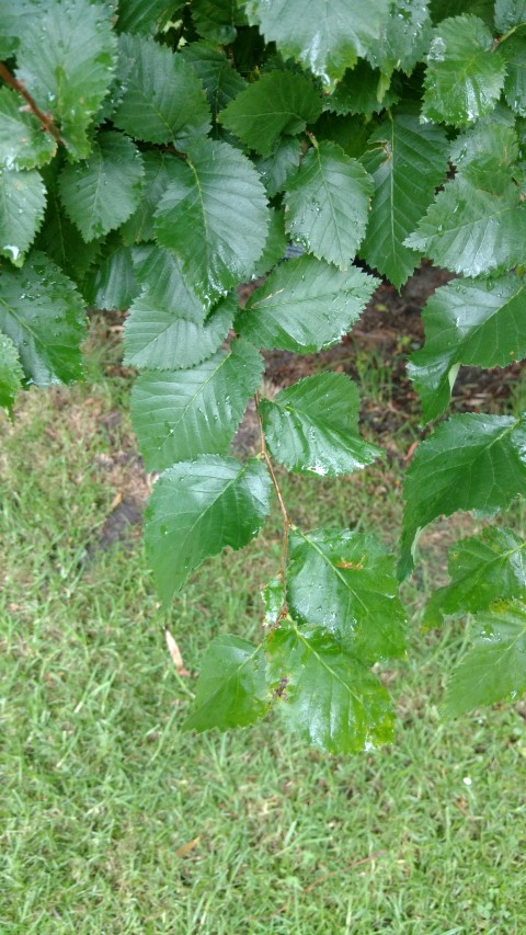 Ulmus procera plantplacesimage20161226_184712.jpg