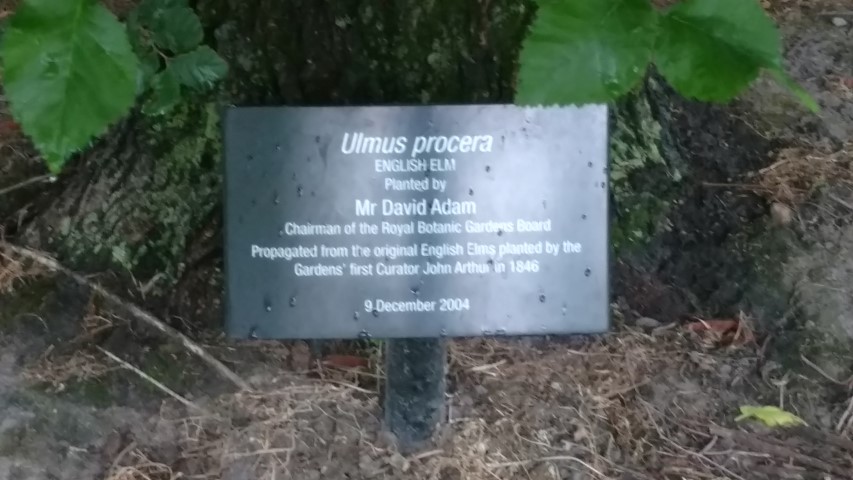 Ulmus procera plantplacesimage20161226_184720.jpg
