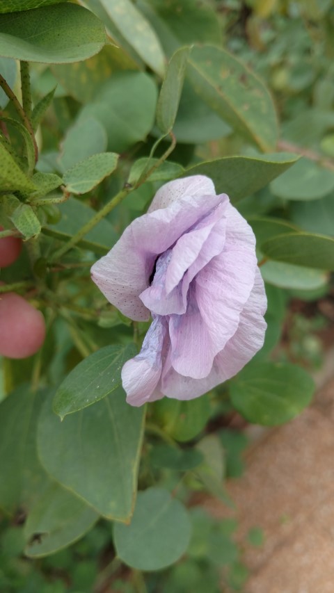 Gossypium sturtianum plantplacesimage20161228_130544.jpg