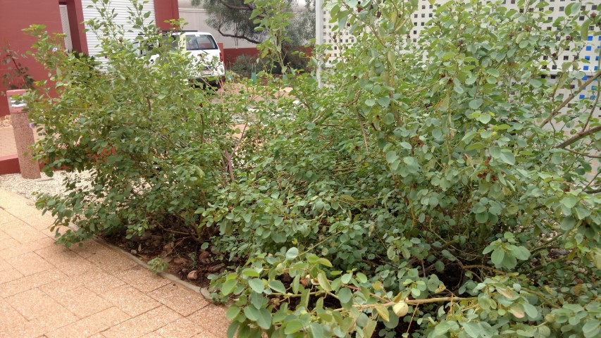 Gossypium sturtianum plantplacesimage20161228_130558.jpg