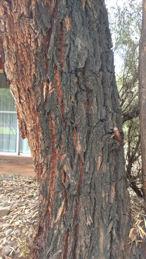 Eucalyptus sideroxylon plantplacesimage20161228_131809.jpg