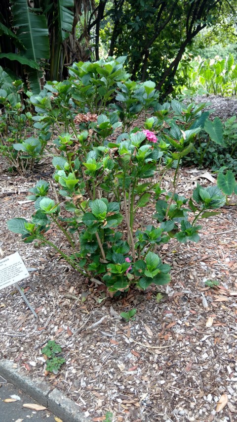 Hydrangea macrophylla plantplacesimage20170102_123547.jpg